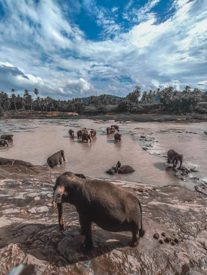 Peacock Village Pinnawala - Offer Alert! Elephant Welfare Program Exterior foto